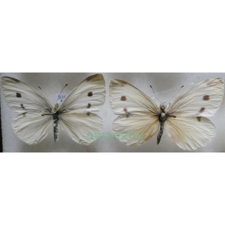 Pieris rapae (Linnaeus, 1758) 2xfemale Bielinek rzepnik Poland50f